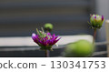 Close-up Grasshopper sitting on pink flower. The concept of carefree summer time, rest, relaxation in nature. 130341753