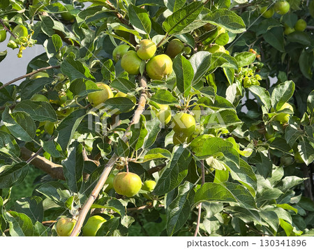 Green apples growing on tree branch. Fresh fruit harvest, seasonal agriculture and natural abundance in summer orchard. Green apples growing on tree branch. Fresh fruit harvest, seasonal agriculture and natural abundance in summer orchard. 130341896