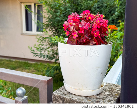 Flower pot with pink blossoms near fence. Decoration, nature, and lifestyle element in suburban residential garden. Flower pot with pink blossoms near fence. Decoration, nature, and lifestyle element in suburban residential garden. 130341901