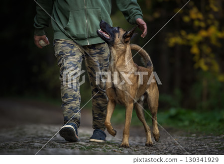 Belgian Malinois: Training and Obedience in Action Belgian Malinois: Training and Obedience in Action 130341929