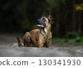 Belgian Malinois: Focused and Ready for Action 130341930