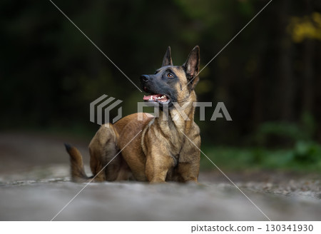 Belgian Malinois: Focused and Ready for Action 130341930