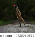 Belgian Shepherd dog jumping in the forest with a ball in its mouth 130341931