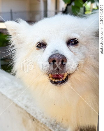 White fluffy dog with smiling expression. Companionship, loyalty, and joyful presence of domestic animal outdoors. 130341943