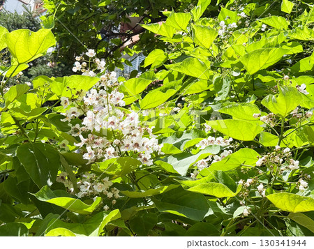 Catalpa bignonioides medium sized deciduous ornamental flowering tree, branches with groups of white cigartree flowers, buds and green leaves 130341944