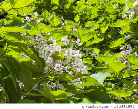 Catalpa bignonioides medium sized deciduous ornamental flowering tree, branches with groups of white cigartree flowers, buds and green leaves 130341948