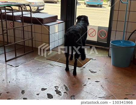 Black dog standing near cafe door. Loyalty, pet and companionship in urban social environment. 130341966