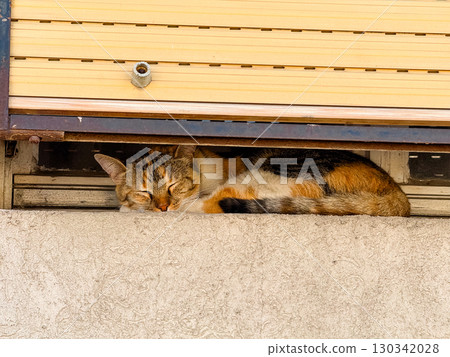 Calico cat sleeping peacefully under window shutters on a ledge. Domestic pet, comfort and relaxation in summer atmosphere. 130342028