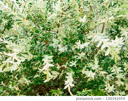 Salix integra willow with variegated white and green foliage growing in a landscaped garden near modern buildings. Ornamental tree, ecology, and horticulture symbolizing beauty, resilience, and Salix integra willow with variegated white and green foliage growing in a landscaped garden near modern buildings. Ornamental tree, ecology, and horticulture symbolizing beauty, resilience, and 130342054