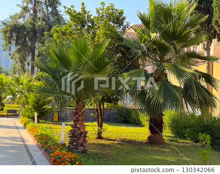 Green palm tree growing near a building wall in sunlight. Tropical vegetation, urban nature and exotic outdoor landscape. 130342066