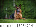 Relaxed German Shepherd on a Sunny Day 130342141