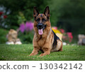 Relaxed German Shepherd Enjoying a Sunny Day 130342142