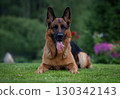 Relaxed German Shepherd Enjoying a Sunny Day 130342143