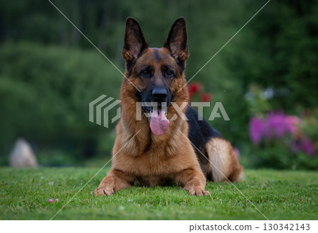 Relaxed German Shepherd Enjoying a Sunny Day Relaxed German Shepherd Enjoying a Sunny Day 130342143