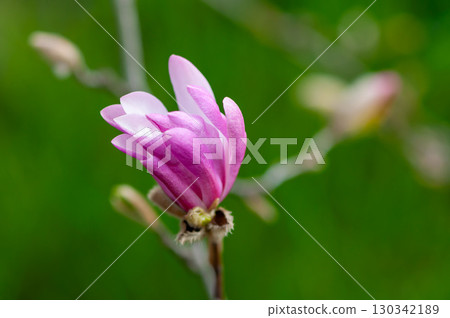 Close-up of a magnolia flower 130342189