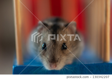 Close-up of a hamster Close-up of a hamster 130342207