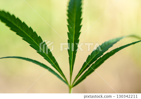 Close-up of a hemp leaf Close-up of a hemp leaf 130342211