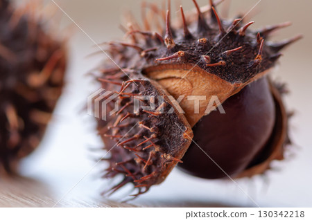 Close-up of an chestnut Close-up of an chestnut 130342218