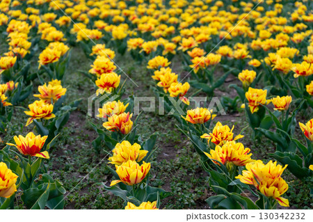 Close-up on a field of tulips Close-up on a field of tulips 130342232