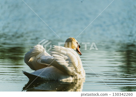 Swan swimming on a lake Swan swimming on a lake 130342260