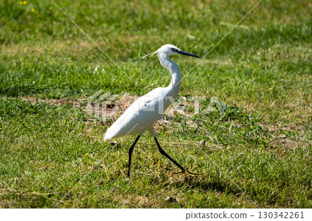 A little egret looking for food 130342261
