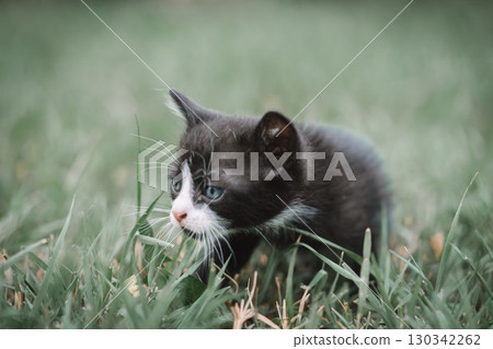 A cat walking in the grass A cat walking in the grass 130342262