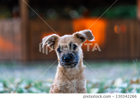 Portrait of a dog Portrait of a dog 130342266