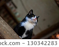Close-up portrait of a cat 130342283