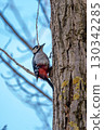 Woodpecker looking for food 130342285