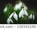 Close-up of snowdrops flowers 130342286