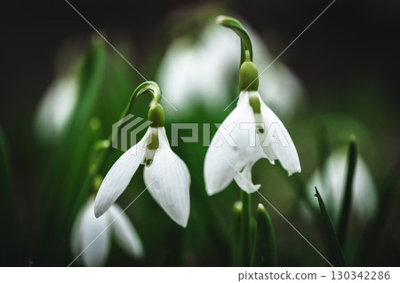 Close-up of snowdrops flowers 130342286