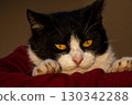 Portrait of a cat 130342288