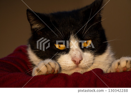 Portrait of a cat 130342288