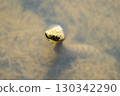 Close-up of a water snake 130342290