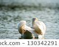 Swan swimming on a lake 130342291