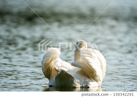 Swan swimming on a lake Swan swimming on a lake 130342291