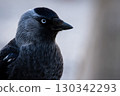 Close-up of a western jackdaw 130342293