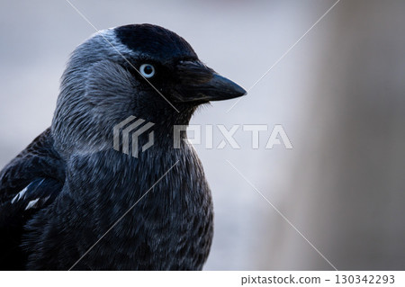 Close-up of a western jackdaw 130342293