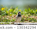 Close-up of a house sparrow 130342294