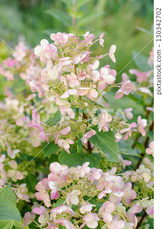 Early Pink Blooming Stage Of Wims Red Hydrangea 130342702