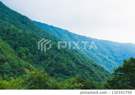 Mountain slopes covered with dense tropical forest on a foggy morning Mountain slopes covered with dense tropical forest on a foggy morning 130342799