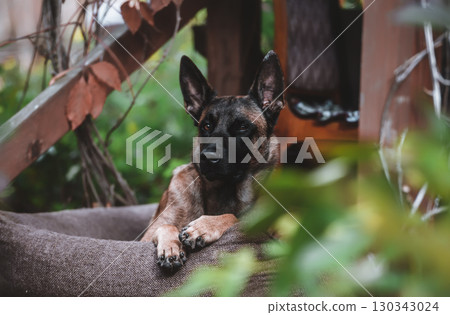 Belgian Malinois: The Watchful Guardian in Nature 130343024