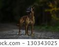 Belgian Malinois: The Alert Guardian of the Woods 130343025