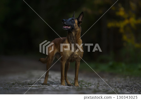 Belgian Malinois: The Alert Guardian of the Woods 130343025
