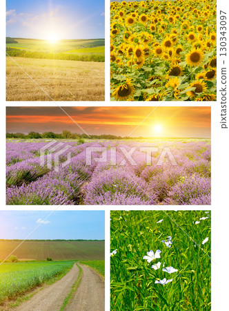 A Collage of Summer Fields and Landscapes 130343097