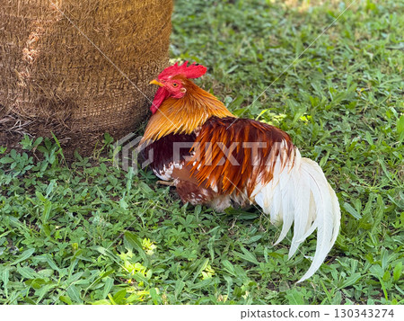 A colorful rooster with bright feathers rests near a palm tree trunk on green grass. Poultry, agriculture and rural lifestyle in natural outdoor environment. A colorful rooster with bright feathers rests near a palm tree trunk on green grass. Poultry, agriculture and rural lifestyle in natural outdoor environment. 130343274