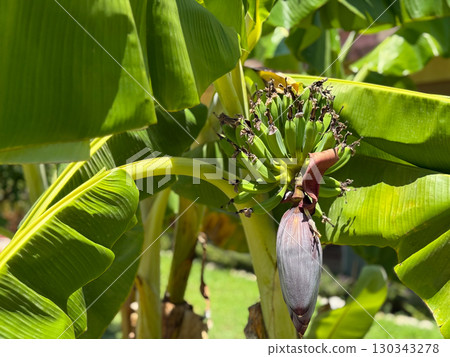Green bananas grow in a cluster on a plant surrounded by large tropical leaves. Agriculture, growth and natural cycle of fruit in outdoor seasonal environment. 130343278