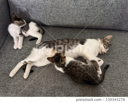 A mother cat rests on a sofa while kittens feed and play around her in calm indoor space. Family bond, nurturing and closeness of domestic animals in everyday life. 130343279