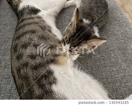 A kitten nurses from its mother cat while resting on a gray sofa indoors. Family bond, affection and natural animal behavior in early life stage of pets. 130343285