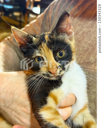 Man holding kitten with gentle gesture and closeness. Companionship, domestic lifestyle, and human animal bond expressed through pet care and emotional comfort. Man holding kitten with gentle gesture and closeness. Companionship, domestic lifestyle, and human animal bond expressed through pet care and emotional comfort. 130343329